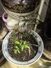 腾云枫 正宗原产地雁荡山铁皮石斛苗三年大苗铁皮石斛盆栽绿植可食用 铁皮石斛木植25株以上（种好发货） 实拍图