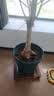 爱丽思（IRIS）特大号圆形花盆种树庭院超大加厚大盆景树木无花果蓝莓果树种植盆 14号绿色 约27L（口径41.7cm） 实拍图