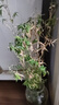 水培植物富贵竹天堂鸟白掌鸭脚木室内米竹子绿植花卉办公桌面好养 20颗米竹35-45cm+营养液【不含盆】 无规格 实拍图