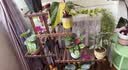 安尔雅松木花架子阳台客厅多肉植物架落地多层花台家用置物架花摆架 实拍图