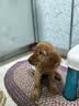 皇家狗粮幼犬奶糕幼犬狗粮宠物小型犬MIS30全价犬粮 ≤2月3KG 实拍图