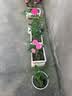 玫瑰花苗老桩绿植物盆栽月季蔷薇老根室内外阳台庭院特大花卉四季 4粉佳人（老桩苗四季开花） 实拍图