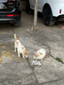 维克（Virbac）耳漂滴耳液狗狗猫咪预防耳螨清洁耳道洗耳液犬猫耳部清洁宠物滴耳液 60ml 实拍图