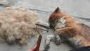 GERTHRON德国宠物梳毛器猫咪狗狗除毛开结排梳针梳长毛全身去浮毛专用梳子 开结刮毛-19齿双面开结【秋季掉毛必备】 双面双用 无痛去结 结实耐用 实拍图