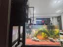 坤宁王*鱼缸底滤板滤材垫板网格板铺底造景垫底部专用龟缸晒台可拼接2片 实拍图