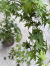 绿植花卉粗陶透气陶罐多肉植物老桩特价清仓大口径三角梅陶瓷花盆 花边雪花蓝 实拍图