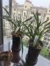 劉閣蘭花超香建兰四季兰当年开花壮苗满屋飘香室内四季常青花卉盆栽草 5苗连体【变异蓝宝石】带黑色兰盆 实拍图