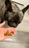 皇家狗粮 斗牛犬成犬狗粮 宠物中型犬 FBA26 全价犬粮 ≥12月 6.5KG 实拍图