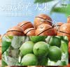味滋源夏威夷果500g罐装 坚果炒货休闲零食健康干果特产大颗粒坚果 实拍图