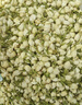 贡苑花草茶 茉莉花苞105g/罐 横县原产茉莉花茶干花蕾养生茶叶泡水喝 实拍图