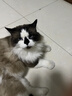 愛肯拿（ACANA）猫粮 牧场盛宴成猫幼猫粮 高蛋白无谷进口鸡肉粮5.4kg 效期27/2 实拍图