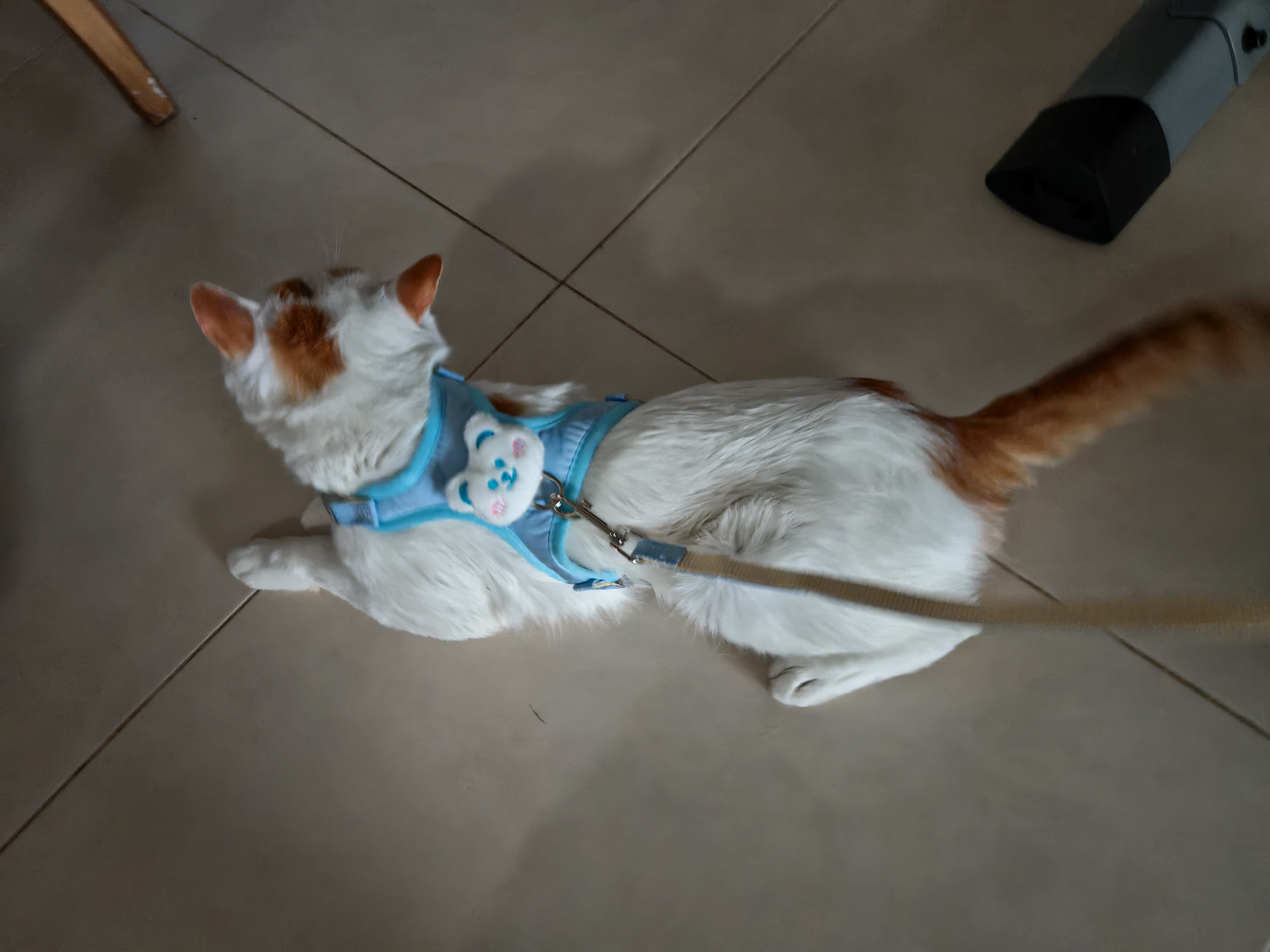 憨憨乐园猫咪牵引绳可调节遛猫绳子可爱幼猫外出专用胸背小型犬宠物用品m 实拍图