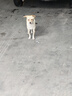 Mistine蜜丝婷高倍户外防晒霜摇摇乐防水汗防晒霜乳40g礼物学生 实拍图