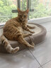 疯狂的主人剑麻猫抓板猫窝耐磨不掉屑耐抓一体猫爪盘盆圆形大号猫咪磨爪 实拍图