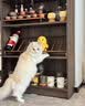 力狼猫条猫咪零食幼猫成猫宠物罐头猫咪汤包湿粮 【囤货推荐】5种口味15g*50支 实拍图
