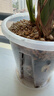 花沃里控根花盆带托盘 防烂根透气蝴蝶兰花盆栽种菜多肉塑料盆12口径3个 实拍图