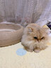 蒯蒯猫抓板猫窝猫抓板窝四季通用剑麻夏季猫窝不掉屑猫抓盆大号耐磨窝 52CM圆形全剑麻猫抓板【深睡款】 晒单实拍图