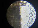 科学罐头（Science  can）六一儿童节礼物显微镜生日学生便携男女孩6-12岁益智玩具户外礼盒 实拍图