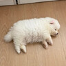 舒客专效牙膏 美白防蛀护龈舒敏 10支家庭装共1300g 新旧包装随机发 实拍图