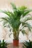 爱优尚散尾葵植物盆栽客厅大型绿植室内落地办公室好养凤尾竹源头直发 实拍图
