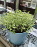 IAM City Farmer薄荷DIY植物盆栽幼儿园趣味种植盆栽桌面种植可食用薄荷种子10082 实拍图