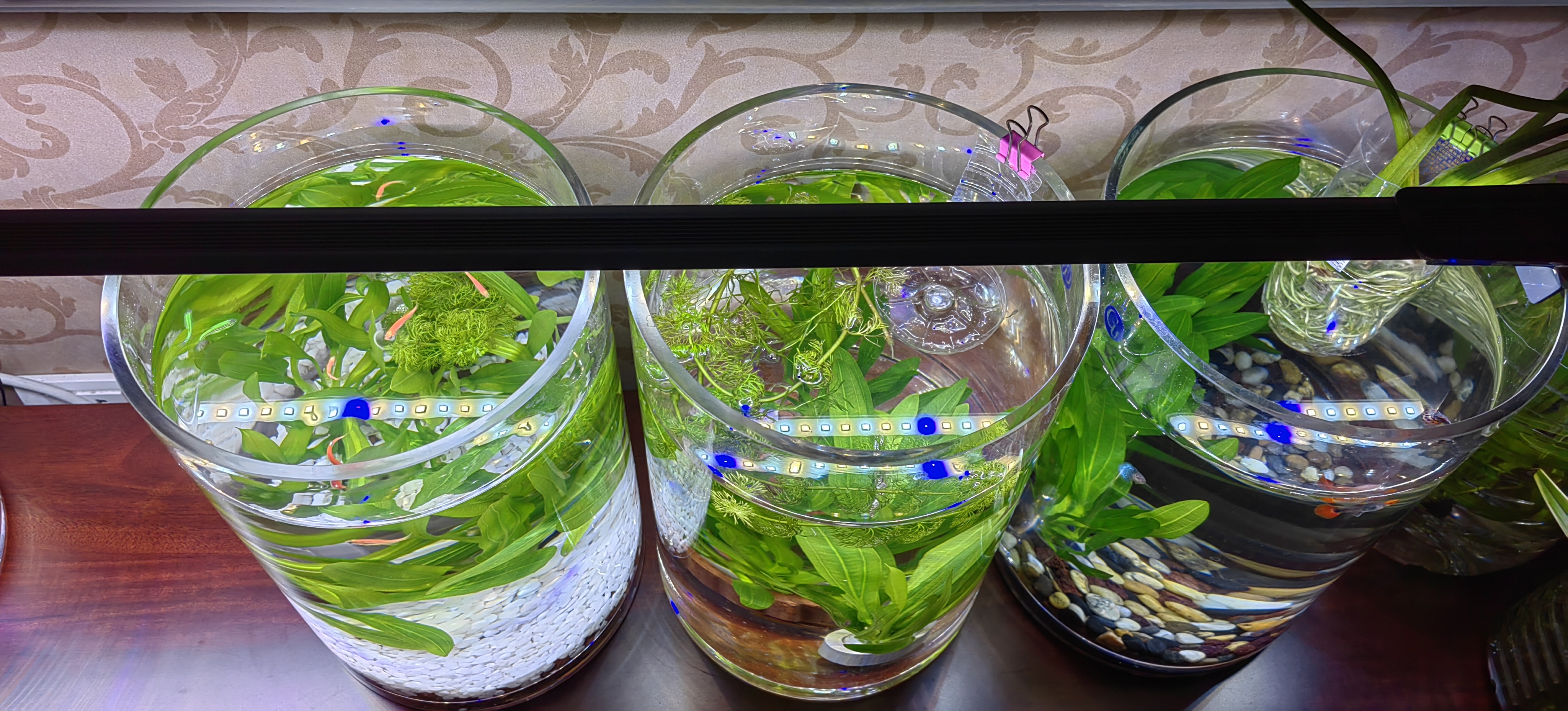 吉印刀锋s鱼缸灯led灯防水全光谱鱼缸照明灯水草灯小型专用鱼灯116cm 实拍图