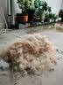GERTHRON德国宠物梳毛器猫咪狗狗除毛开结排梳针梳长毛全身去浮毛专用梳子 开结刮毛-19齿双面开结【秋季掉毛必备】 双面双用 无痛去结 结实耐用 实拍图