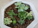 【亏本冲量】多肉植物盆栽新手套餐迷你绿植 鸡蛋碧桃1棵(不带盆和土） 实拍图