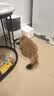 追语猫玩具激光逗猫笔自嗨解闷多功能电子红外线激光灯逗猫宠物用品 实拍图