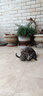 伟嘉猫粮成猫大包装英短猫咪蓝猫海洋鱼味全价实惠营养通用猫干粮 海洋鱼味10kg+妙鲜包混合12包 实拍图