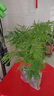 文竹盆栽绿植花卉盆景植物室内客厅水培文松云竹文竹大苗四季常青 小文竹【3棵性价比高】原土球发货 高度15-25cm 实拍图