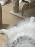 LEGENDSANDY蓝氏猫粮生鲜猎鸟鲜乳鸽生骨肉冻干高蛋白全价成猫粮幼猫通用型 试吃尝鲜装丨猎鸟乳鸽丨50g 实拍图