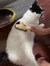 DSRAWMYT 猫梳子 猫咪狗狗梳毛打薄梳专用清理器宠物开结去浮毛狗毛梳子 实拍图