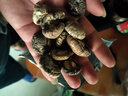 十月稻田 金钱菇 200g 干香菇 小香菇 山珍菌菇干货 煲汤火锅炒菜食材 实拍图