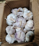 京喜自营精选大蒜水果蒜调料蔬菜火锅烧烤牛肉小龙虾食材 推荐 5-6头 100g 单果3.5-5cm 实拍图