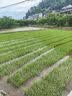 好来(原黑人)茶倍健龙井绿茶牙膏清新口气改善口腔问题140g新旧包装 实拍图
