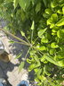佳沛（zespri）新西兰 金果25-27粒特大单果124-146g 端午礼物水果礼盒 猕猴桃 实拍图