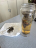 康琪爱倍栀子丁香桂花茶60g 草本三清茶胃火旺盛口臭茶去口臭肝火旺茶 实拍图