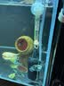 仟湖鱼缸杀菌灯迷你UV紫外线消毒灯除藻去绿水3w灭菌灯水族净水专用 晒单实拍图