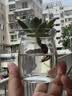 墨一多肉植物室内带盆组合小盆栽带桩大颗好养活多品种花卉绿植营养土 10颗不重复 实拍图