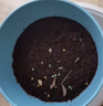 IAM City Farmer薄荷DIY植物盆栽幼儿园趣味种植盆栽桌面种植可食用薄荷种子10082 实拍图
