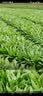 ldeal理想农业 浓香大叶香菜种子阳台四季易种蔬菜种籽耐抽薹香菜种子 实拍图