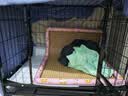 腆宠狗笼狗窝狗笼子大型犬中小型犬带厕所加粗方管家用宠物笼子围栏 实拍图