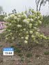 欢乐家混合水果罐头256g*12瓶 多口味组合罐头  端午节送礼 休闲零食 实拍图