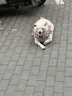 安踏毒刺丨女鞋跑步鞋夏季透气舒适跳绳鞋减震软底运动鞋慢跑鞋子女 实拍图