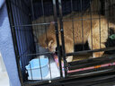 腆宠狗笼狗窝狗笼子大型犬中小型犬带厕所加粗方管家用宠物笼子围栏 实拍图
