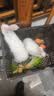 朗缤 兔子活体宠物兔活体新西兰肉兔公主兔小白荷兰侏儒活物兔子宠物 小白公主兔2只（一公一母） 实拍图