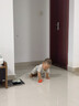 卡特兔学步鞋婴儿童鞋春夏男女宝宝步前机能鞋幼儿室内稳步儿童鞋子XZ62 实拍图