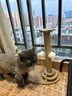 HELLOJOY猫抓板猫爬架一体耐磨不掉屑剑麻抓柱耐抓逗猫棒猫咪玩具自嗨解闷 实拍图
