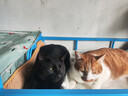 皇家成猫猫粮 口感型 ES35通用粮12月以上10KG 实拍图